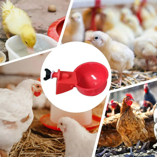 🐔 Abreuvoir Automatique pour Poules – Eau Propre en Continu 💧