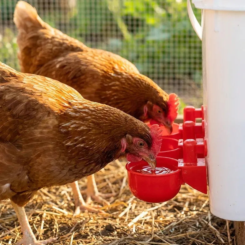 🐔 Abreuvoir Automatique pour Poules – Eau Propre en Continu 💧